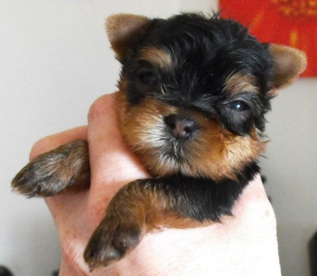 VDH Yorkhire Terrier Welpen - Tiere - Kamen