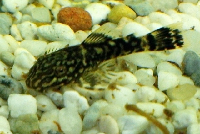 Antennenwels - Ancistrus spec. - Tiere - Heikendorf