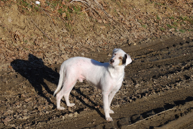 Mischlingsrüde sucht sehr dringend  - Tiere - Kalsdorf
