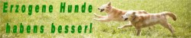 Sie wollten schon immer mit Hunden arbeiten?Fernstudium z.Hundetrainer m. Praxis - Tiere - Trostberg