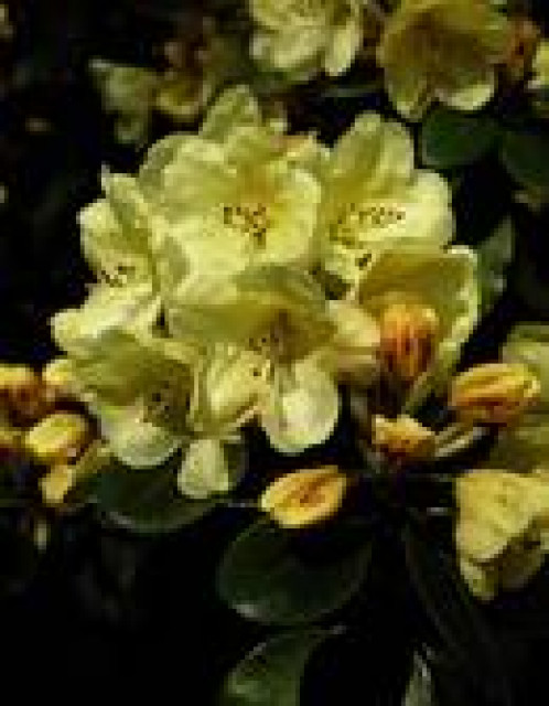 Blütenduft das ganze Jahr über - Sonstige Anzeigen - amberg