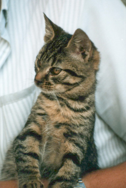 Natürliche Nahrung für Ihren Liebling (Hund und Katze) - Tiere - Ratingen