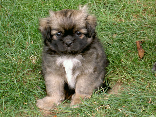 Tibet Spaniel Welpen (VDH/KTR) Ende Mai abzugeben. - Tiere - Staufenberg