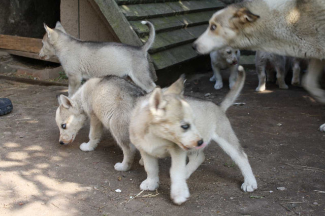 Süße Husky Welpen abzugeben mit Stammbaum und EU Heimtierausweis - Tiere - Frankfurt