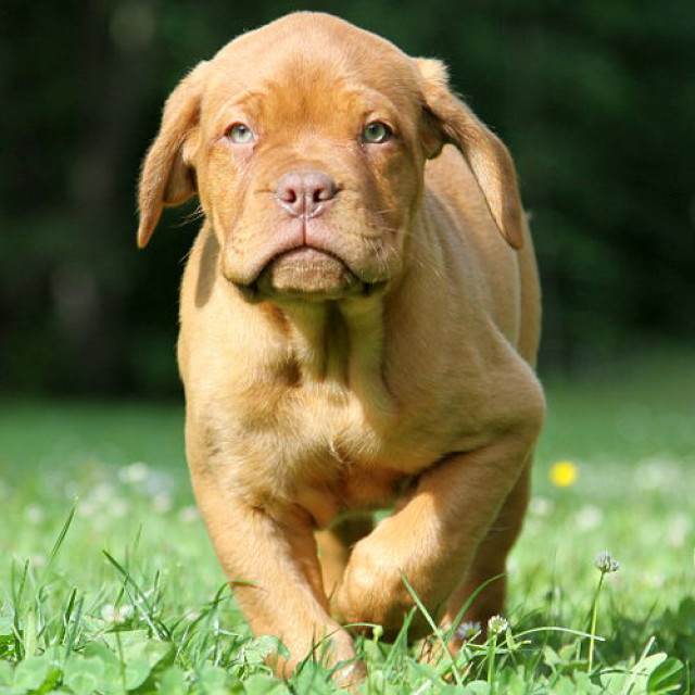 Bordeauxdoggen von Sankt Stephan - Tiere - Harzgerode