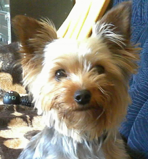 Yorkshire Terrier - Tiere - Friedeburg