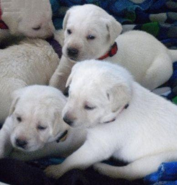 Labrador Retriever Welpen - Tiere - Nordrhein-Westfalen