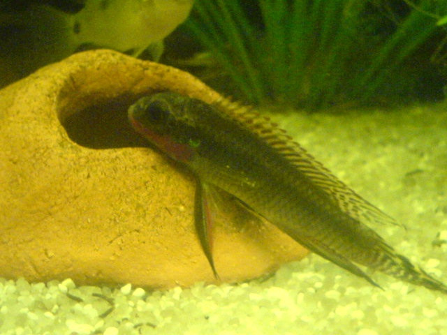 Suche ein Roten PrachtbuntbarschPelvicachromis taenitus nigeria red - Tiere - Sarstedt