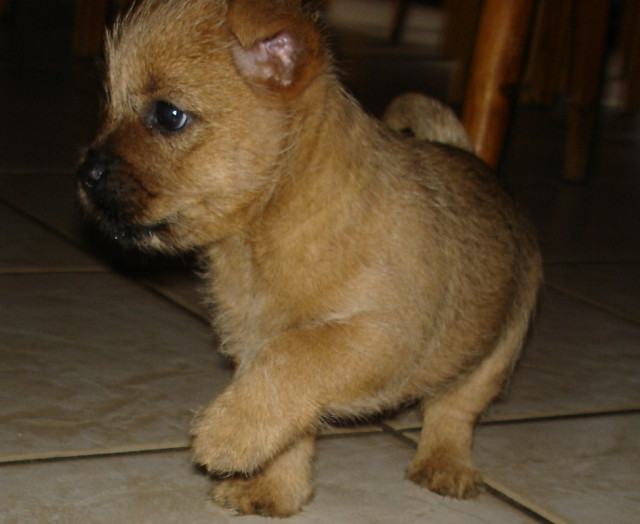 Cairn Terrier - Tiere - Beringstedt