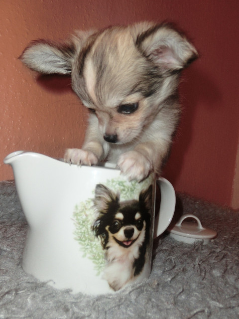 Bildhübscher Chihuahua Welpe mit VDH Papieren  - Tiere - Altenlinden