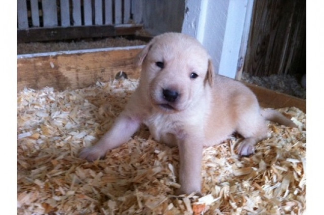 Labrador Welpen gechipt  - Tiere -  Seefeld/ Wendelstorf