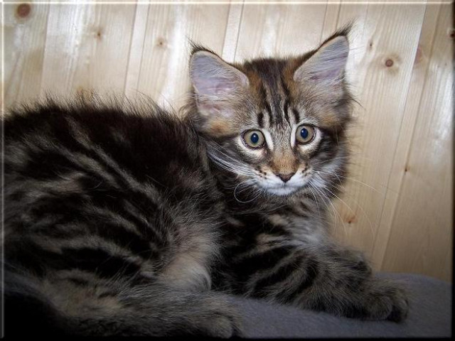 Maine Coon Babys 11 Wochen - Tiere - Köln