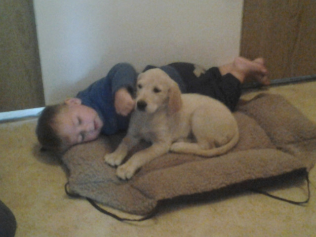 Golden Retriever welpe zu verkaufen - Tiere - anklam