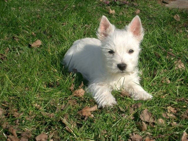 Westie Hündin Nähe  Bremen - Tiere - Weyhe