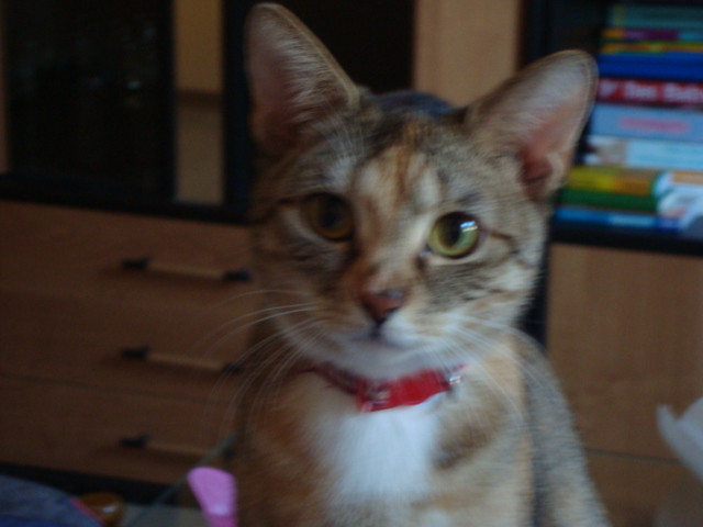 Katze sucht neues Zuhause - Tiere - Hof