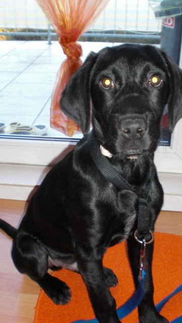 Labrador Bordercolli mischling sucht eine familie - Tiere - saarlouis
