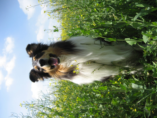 Wunderschöner CEA non carrier Colliedeckrüde - Tiere - Dortmund
