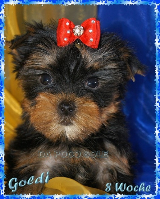 Yorkshire Terrier Welpen zu verkaufen - Tiere - Fürth