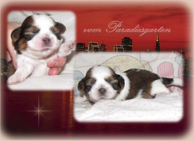 Shih Tzu Welpen in verschiedenen Farben mit Papieren - Tiere - frankfurt