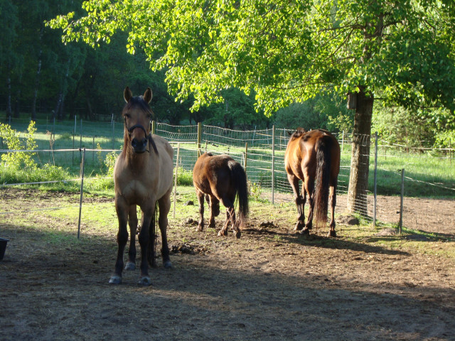 Einstellplatz für ein Pferd (günstig) - Tiere - Bruchmühle