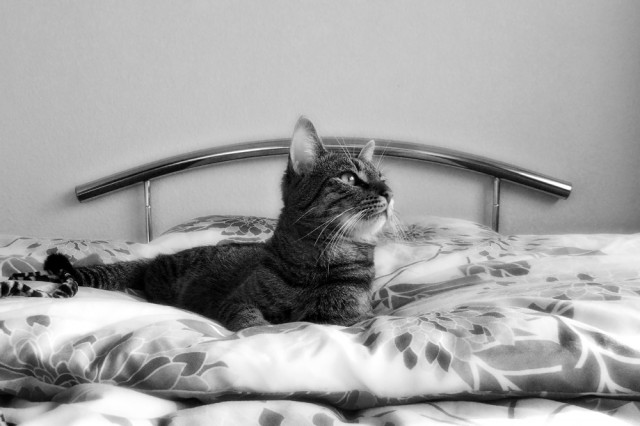 Kater und Katze zu verschenken, inklusive Baum, Kissen, Toiletten uvm - Tiere - Röbel/Müritz