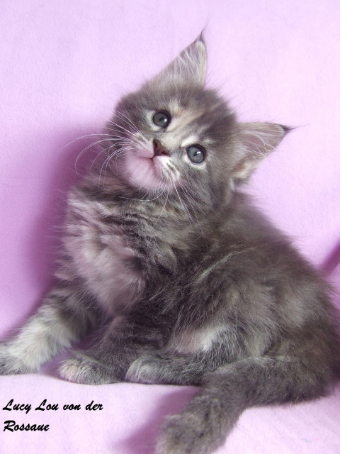 Bezaubernde Maine Coon Kitten in BLUE, RED, CREAM, BLACK TABBY - Tiere - Rheinberg