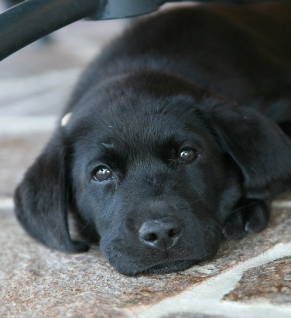 LABRADOR RETRIEVER vom Sauboden FCI für Familie und Jagd - Tiere - Arriach