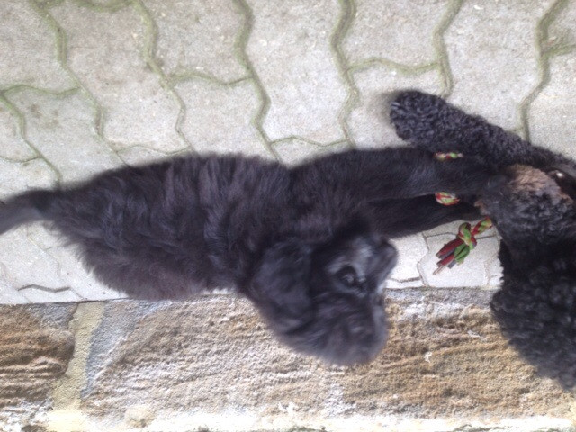 Aussiedoodle-Welpen - Tiere - Zapfendorf