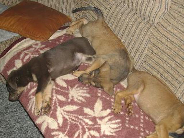 Wir sind 4 süsse Dobermann-belg.Schäferhundmix - Tiere - Potsdam
