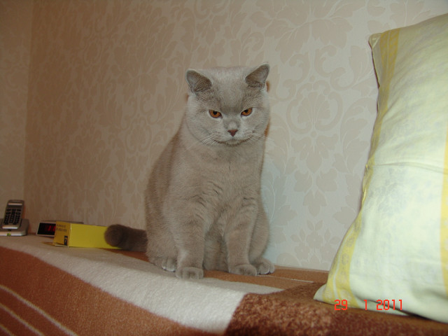 BKH- Deckkater Lilac-Farbe - Tiere - Taunusstein