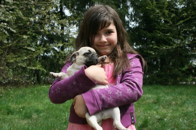 Süsse Mopswelpen suchen ein neues Zuhause!  - Tiere - Hameln