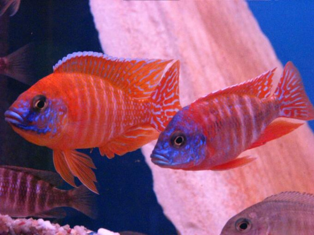 Aquaristikzubehör und Buntbarschezucht! - Tiere - 06692918729