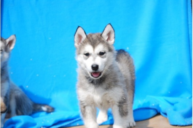 Wunderschöne Siberian Husky Welpe - Tiere - Werder