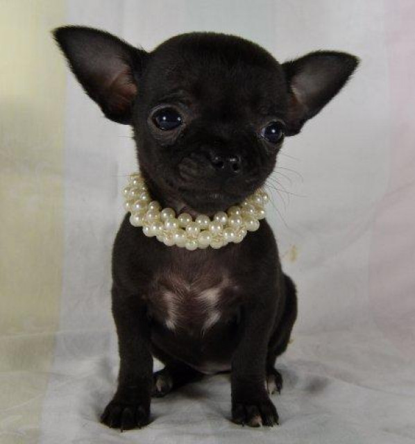 Kleine Chihuahua Welpen suchen ein zuhause - Tiere - grünberg