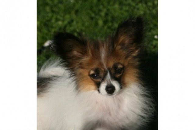 Süßer Papillonrüde sucht noch ein Zuhause - Tiere - Oberndorf