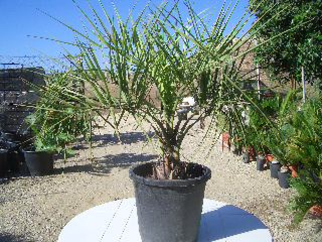 Anzeigentext für Butia paraguayensis - Hobby Spiele - Vente del Pobre