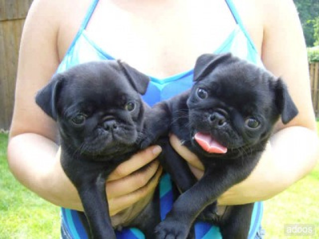 Süße Mops Welpen (Rüden) - Tiere - frankfurt am main