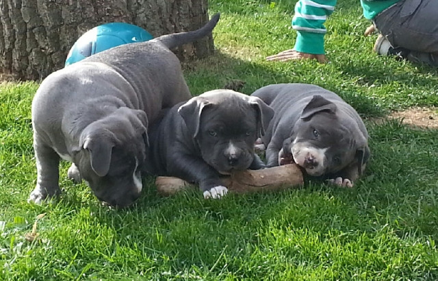 6 wunderschöne reinrassige Pittbull Welpen suchen ein Zuhause - Tiere - berlin