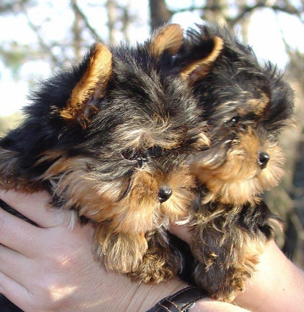 2 süße Mini Yorkshire Terrier Welpen - Tiere - Nordrhein-Westfalen