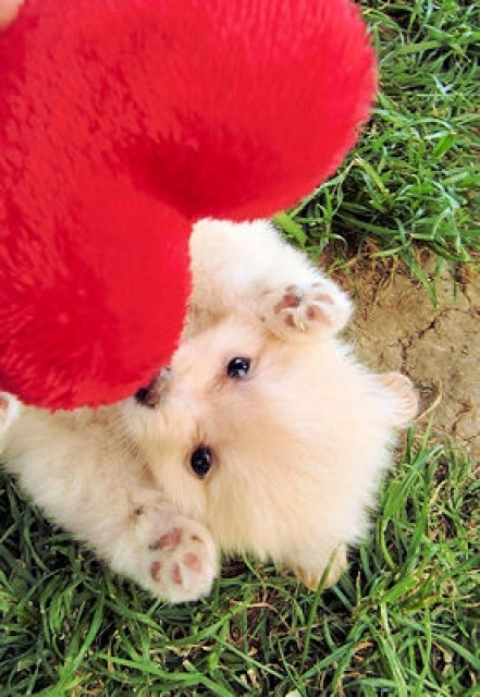 Zwergspitz / Pomeranian & Kleinspitz Welpen - Tiere - Diemelstadt