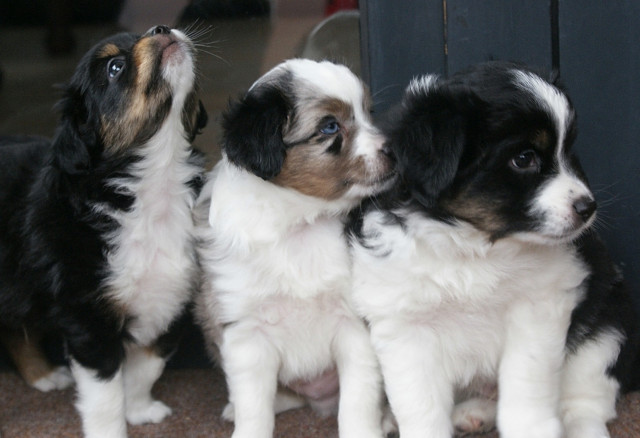 MINI Australian Shepherd - Tiere - Berlin