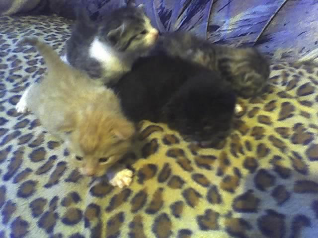 Katzenbabys zu verschenken - Tiere - Neumünster