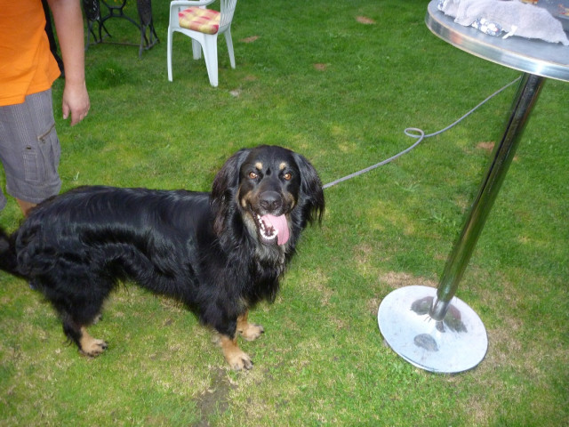 Hundesitter gesucht - Tiere - Gessertshausen