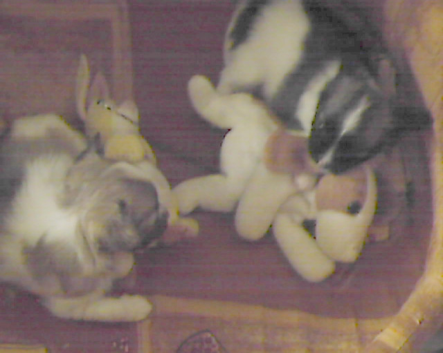 Chihuahuawelpen, Chihuahua, Langhaar - Tiere - Lübeck