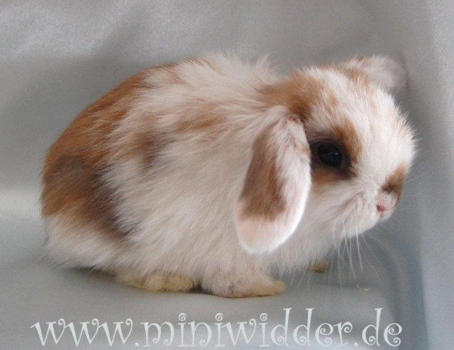 Süße handzahme NHDs aus liebevoller Hobbyzucht - Tiere - Rottenburg