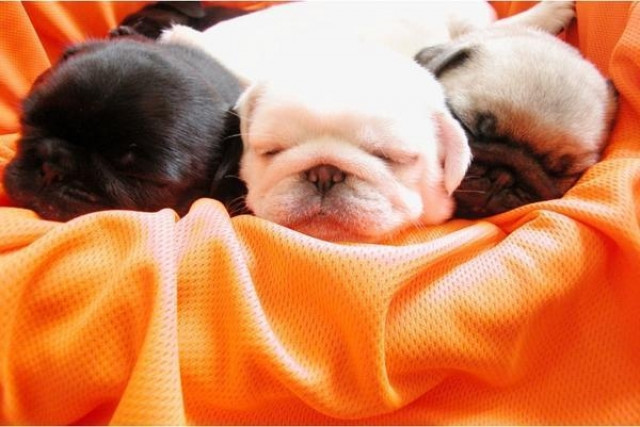 Reinrassige Mops-Welpen MPRV e. V. sportlich, agil und gesund - Tiere - Dortmund