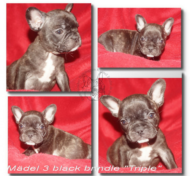 Französische Bulldoggen Babys suchen noch eine liebe Familie - Tiere - Frankfurt am Main - Innenstadt (Hessen)