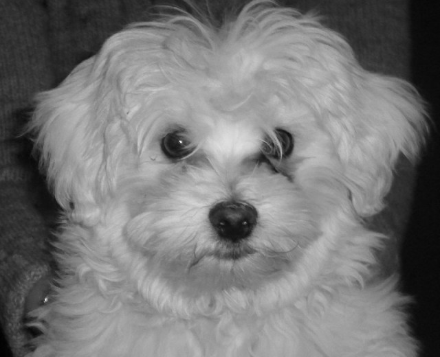 Malteser - Deckrüde   Osca hat noch Termine frei!  Kein Verkauf! - Tiere - Verl