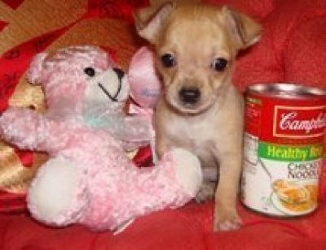 +++ Super süßer kurzhaar Chihuahuawelpe !+++ - Tiere -  Marsberg