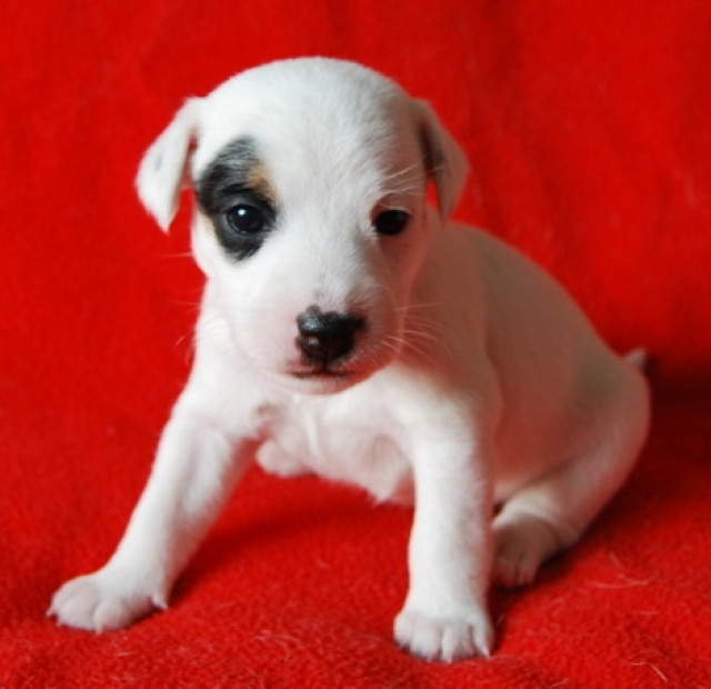 7 Pason Jack Russell Welpen   Hamburg - Tiere - Hamburg